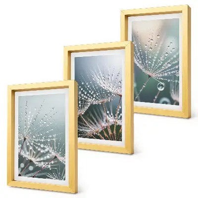 Bilderwand mit Wassertropfen auf den zarten Trieben des Löwenzahns