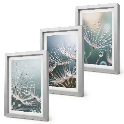 Bilderwand mit Wassertropfen auf den zarten Trieben des Löwenzahns