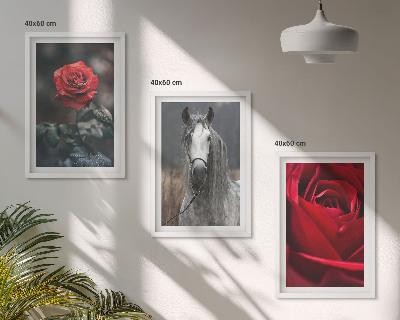 Bilder-3er-set mit rahmen Rote Rosen, Pferdegrau, Welt