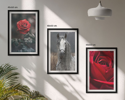 Bilder-3er-set mit rahmen Rote Rosen, Pferdegrau, Welt