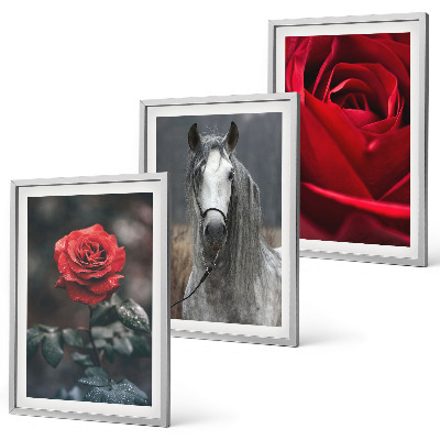 Bilder-3er-set mit rahmen Rote Rosen, Pferdegrau, Welt