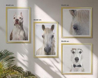 Wanddeko-set Elegante Porträts von Hunden und Pferden