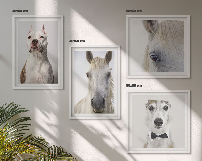 Wanddeko-set Elegante Porträts von Hunden und Pferden